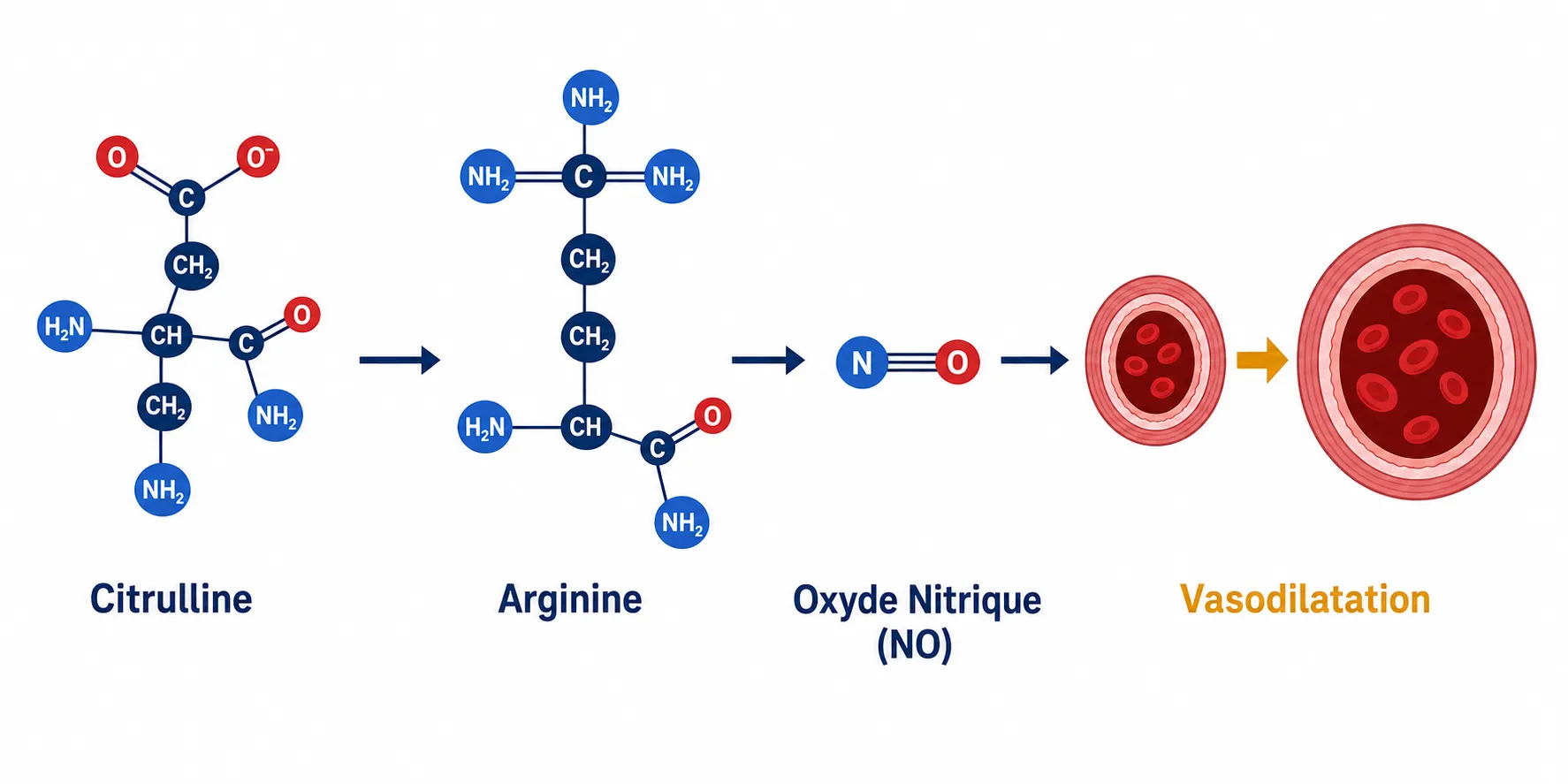 Schéma du cycle citrulline → arginine → oxyde nitrique (NO) menant à la vasodilatation des vaisseaux sanguins